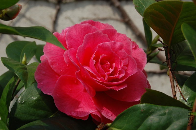 DSC_01770177.JPG