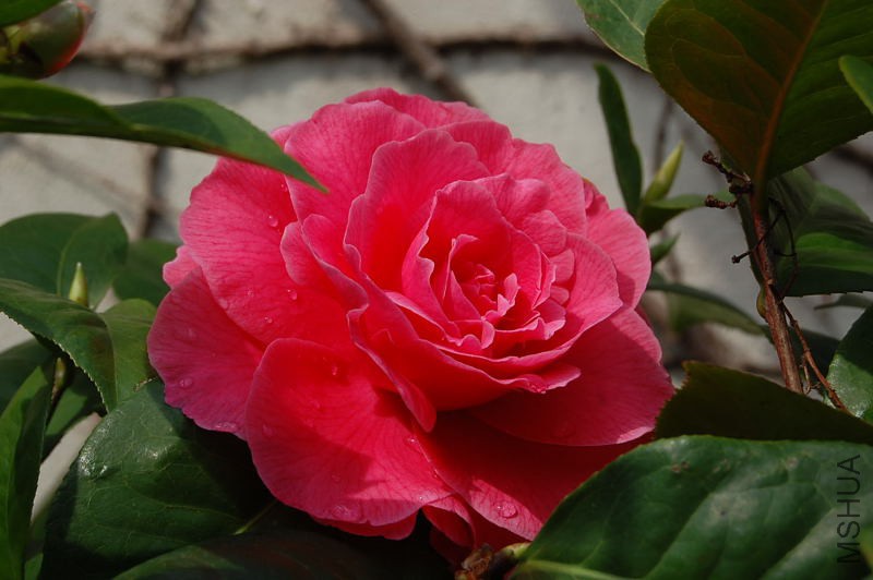 DSC_01780178.JPG