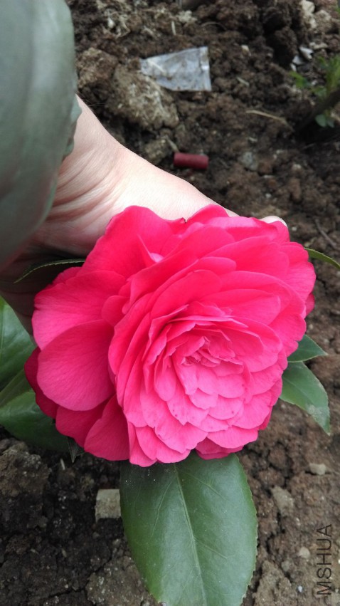 IMAG0113.jpg
