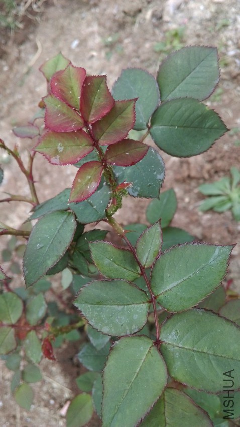 IMAG0124.jpg