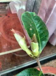 QQ��ͼ20150330095532.png