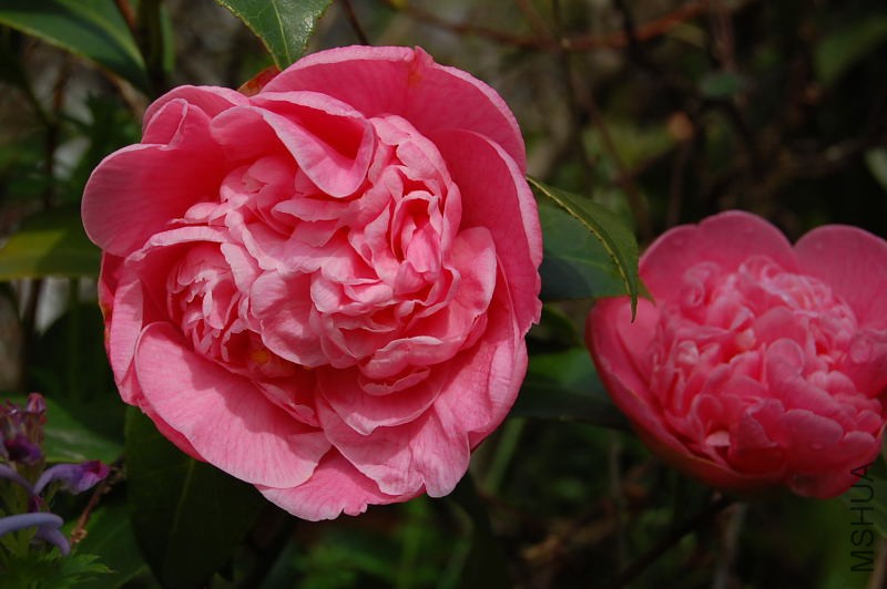 DSC_00930093.JPG