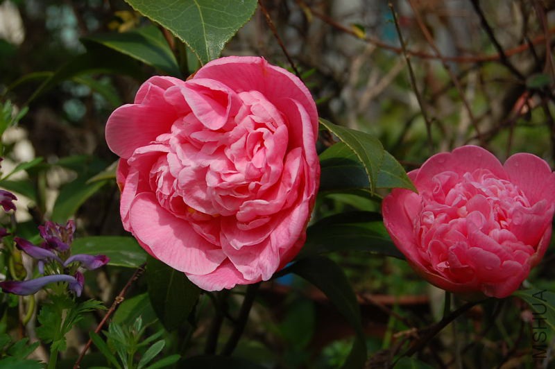 DSC_00950095.JPG