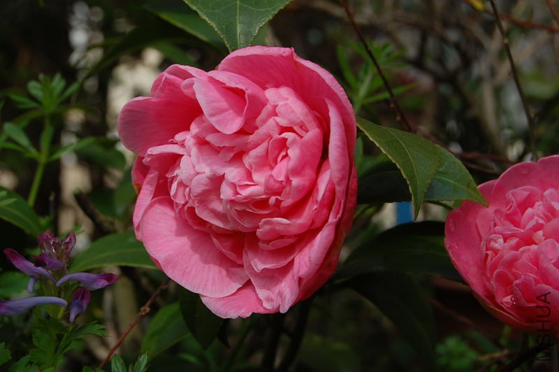 DSC_00850085.JPG