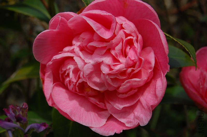 DSC_00900090.JPG