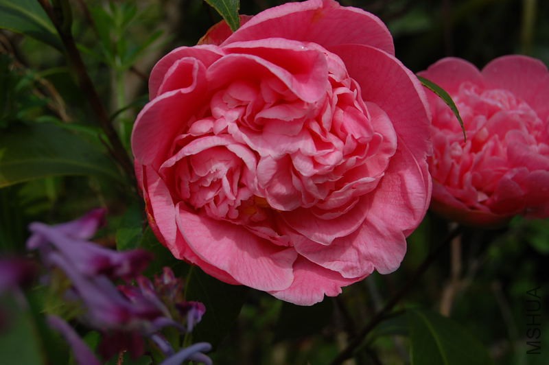 DSC_00870087.JPG
