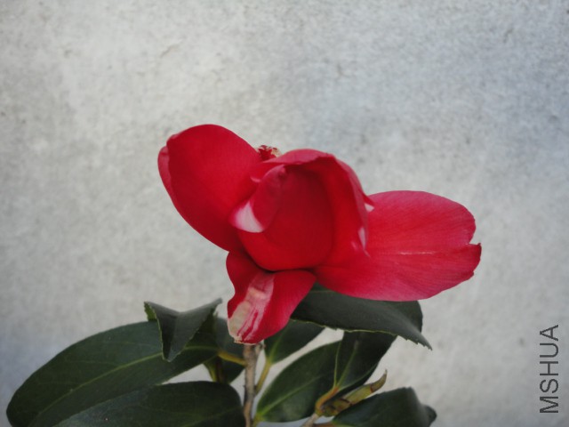 DSC06701.JPG