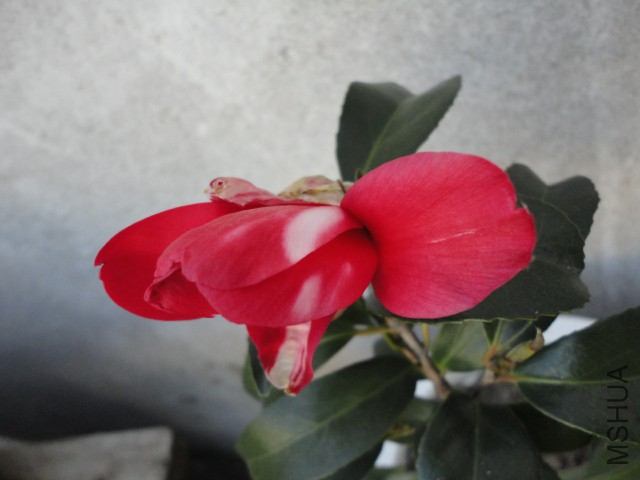 DSC06702.JPG