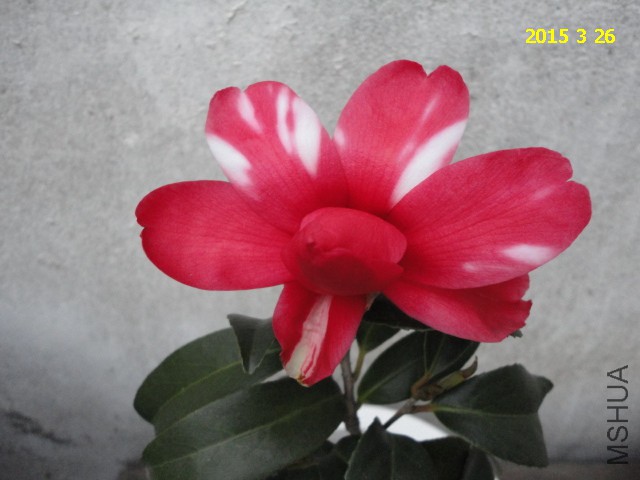 DSC06750.JPG