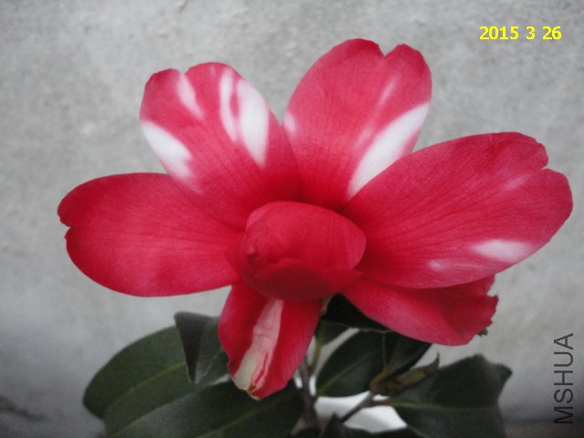 DSC06751.JPG