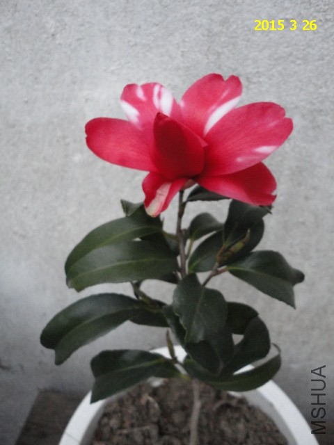 DSC06752.JPG
