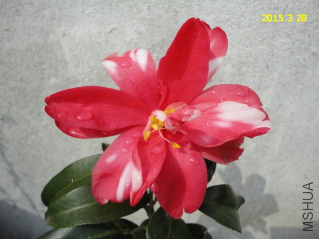 DSC06813.JPG
