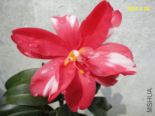 DSC06814.JPG
