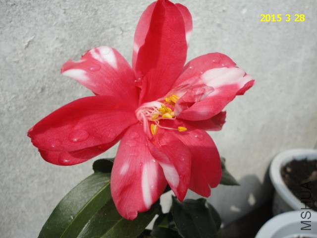 DSC06815.JPG