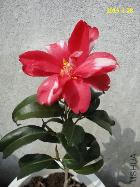 DSC06816.JPG