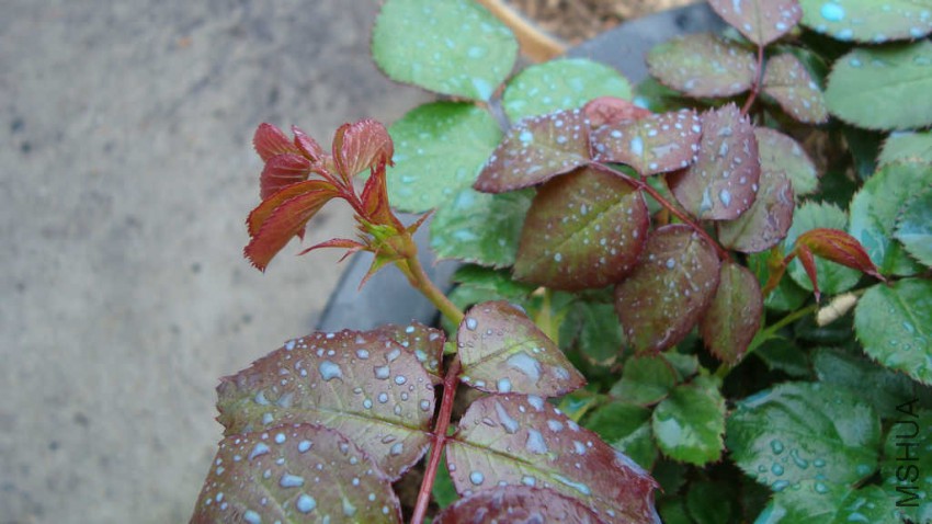 DSC07748.JPG