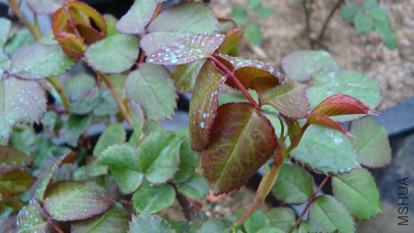 DSC07747.JPG