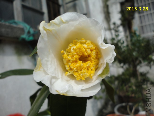 DSC06811.JPG