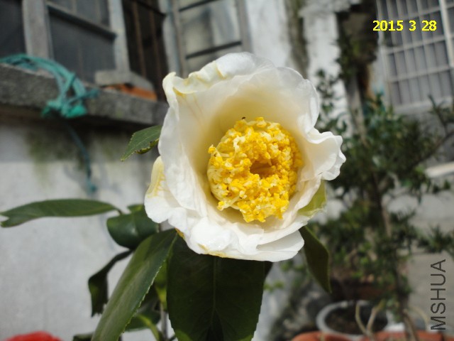 DSC06810.JPG