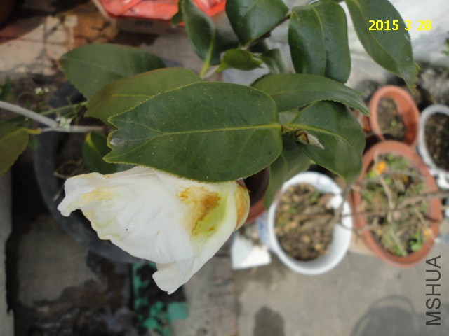 DSC06812.JPG