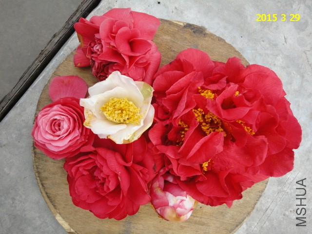 DSC06844.JPG