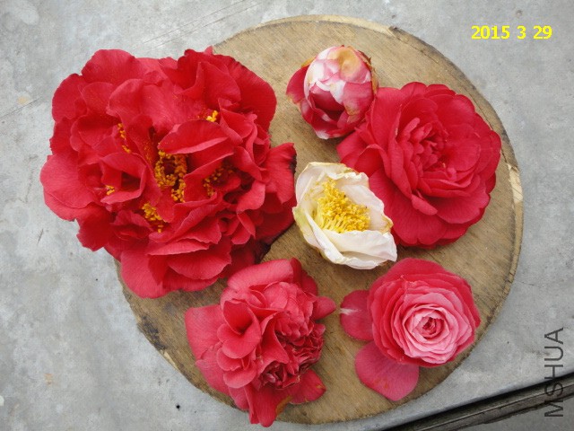 DSC06845.JPG