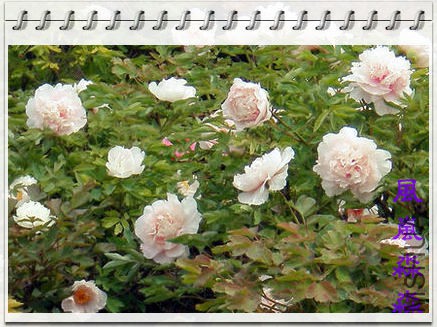 ĵ��46.jpg