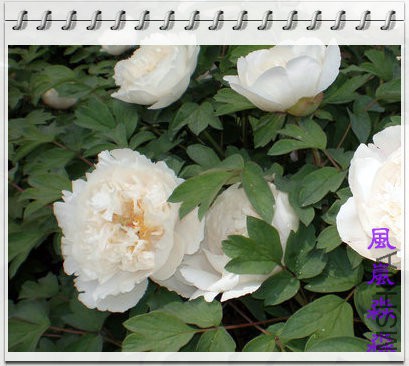ĵ��33.jpg