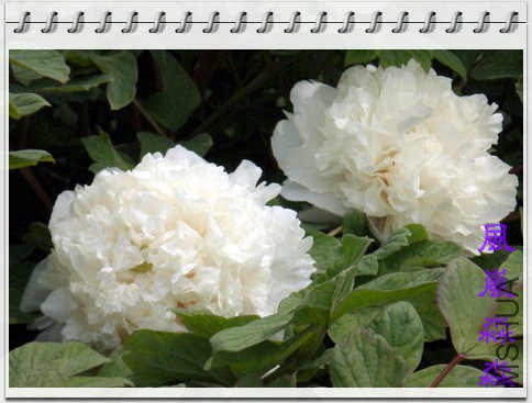 ĵ��25.jpg