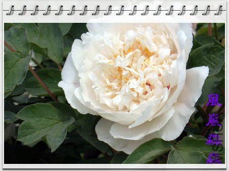 ĵ��21.jpg