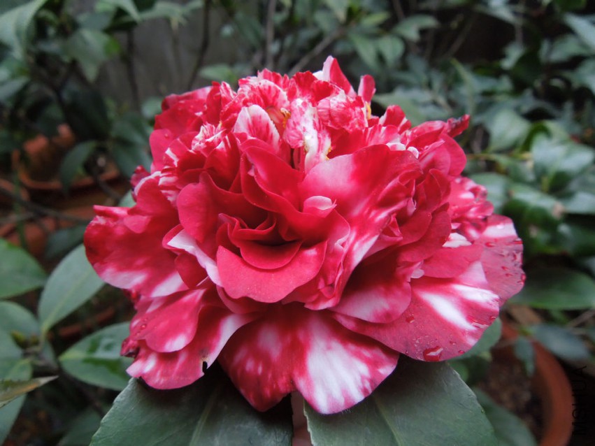 DSCN4169.JPG