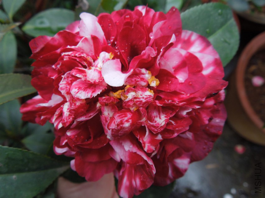 DSCN4170.JPG