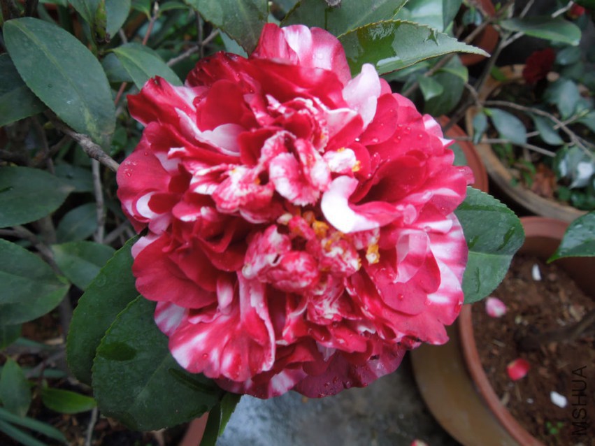 DSCN4171.JPG