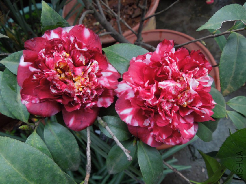 DSCN4172.JPG