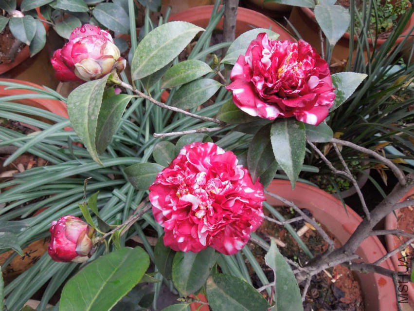 DSCN4173.JPG