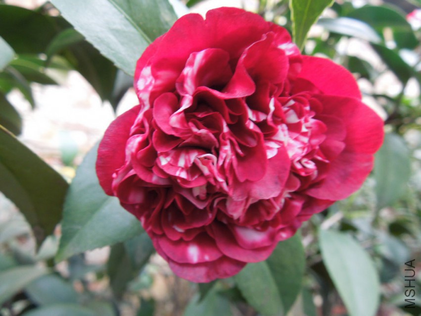 DSCN4828.JPG