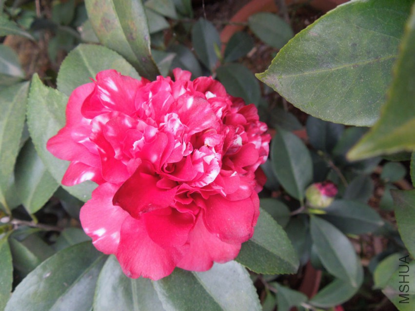 DSCN4829.JPG