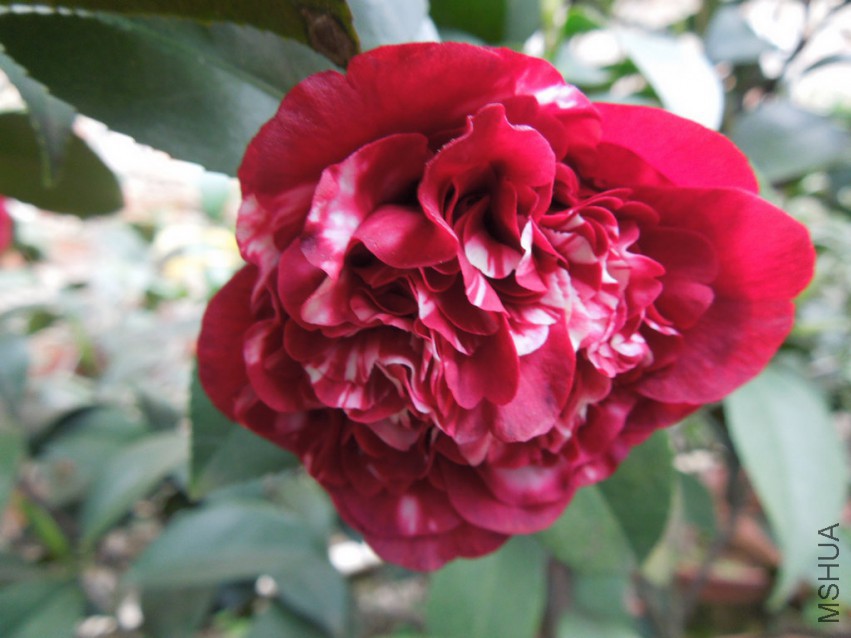 DSCN4830.JPG