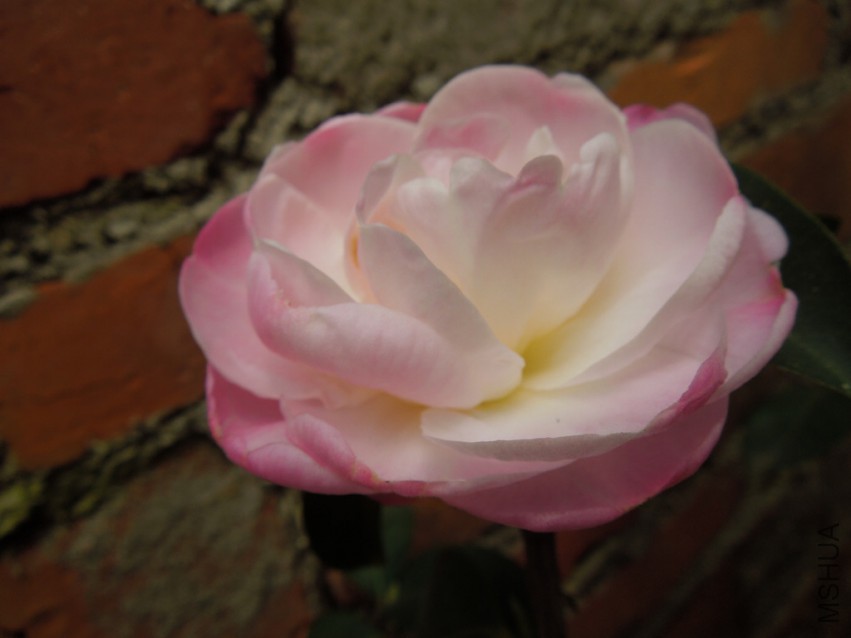 DSCN4833.JPG
