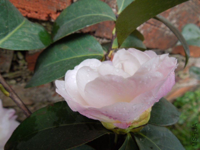 DSCN4867.JPG