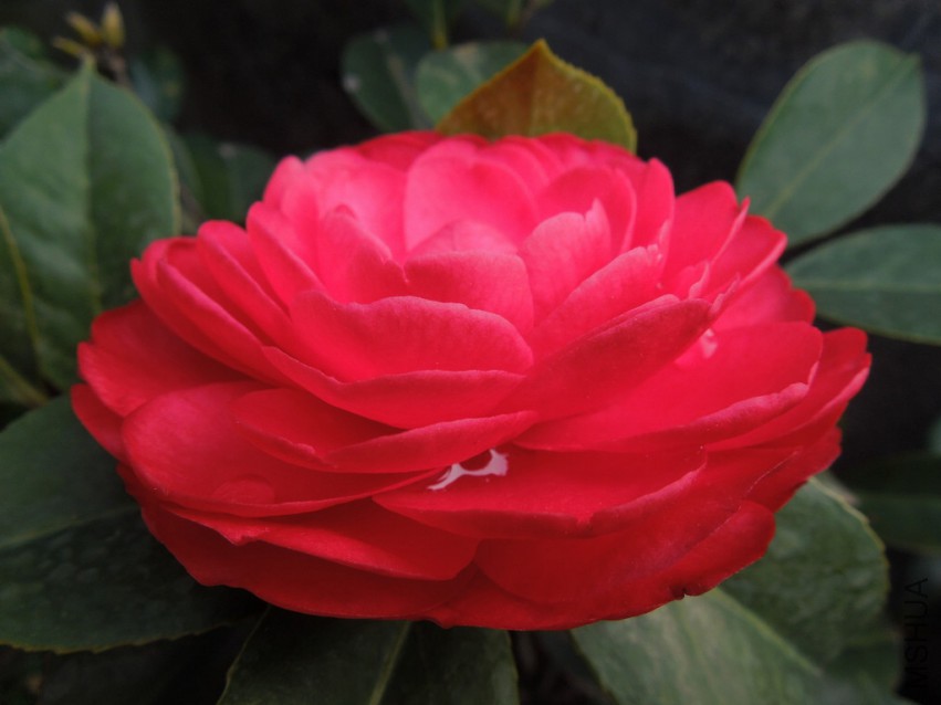 DSCN4121.JPG