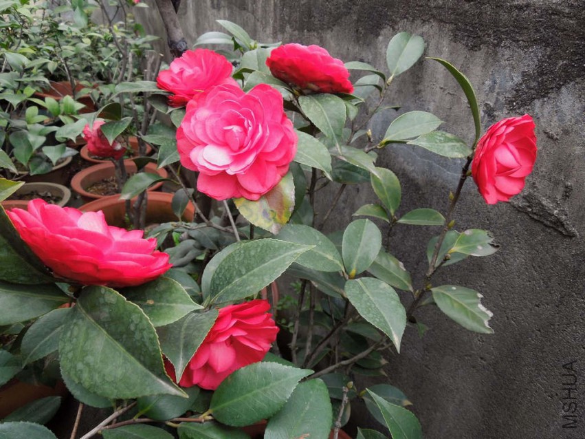 DSCN4131.JPG
