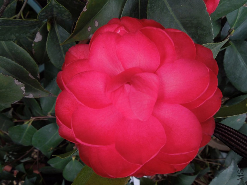 DSCN4133.JPG