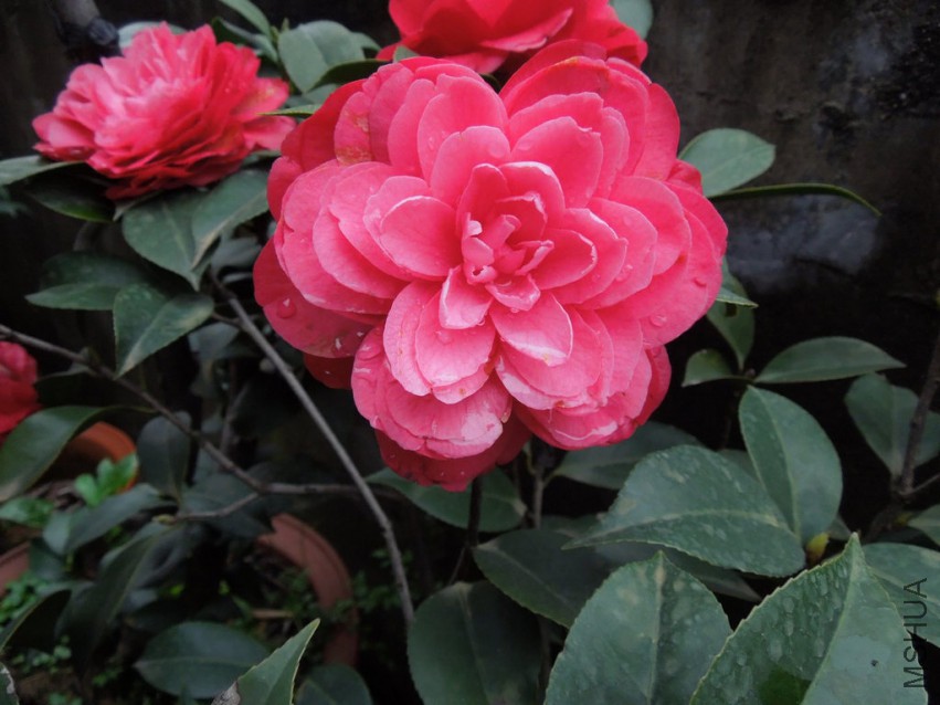 DSCN4146.JPG