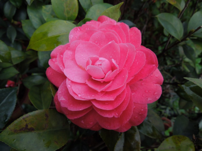 DSCN4854.JPG
