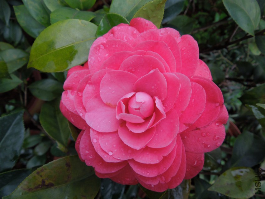 DSCN4855.JPG