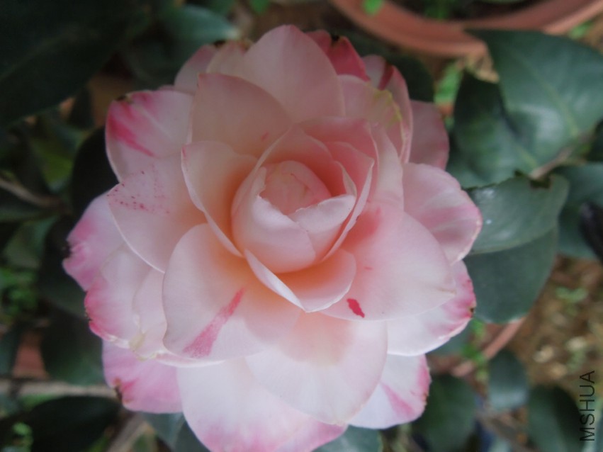 DSCN4606.JPG