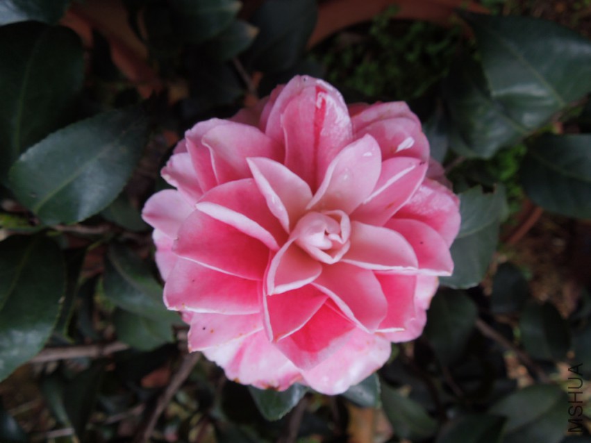 DSCN4652.JPG