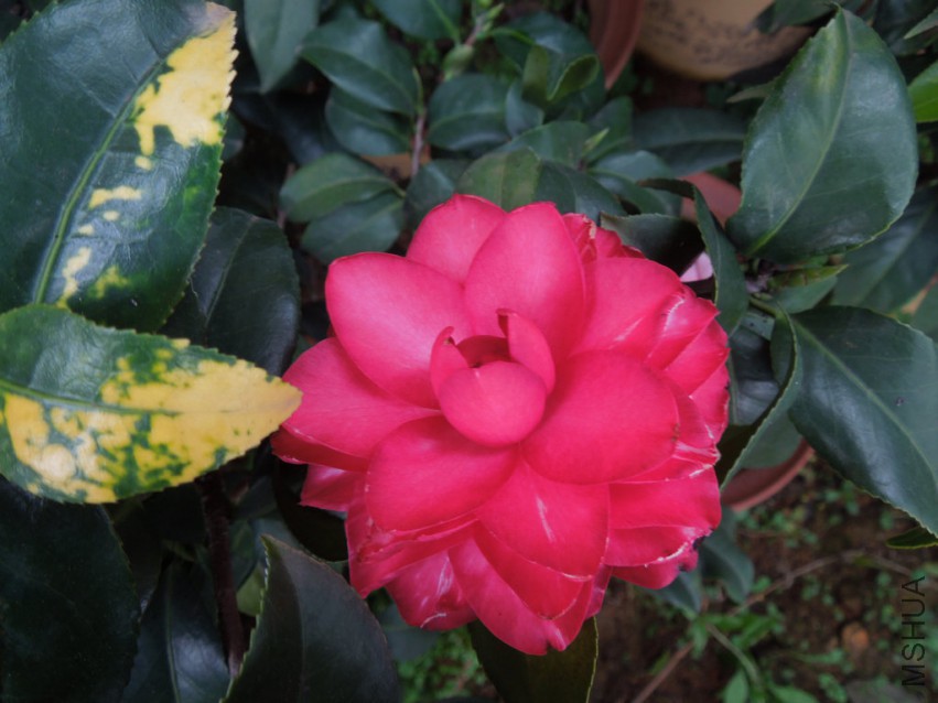 DSCN4653.JPG