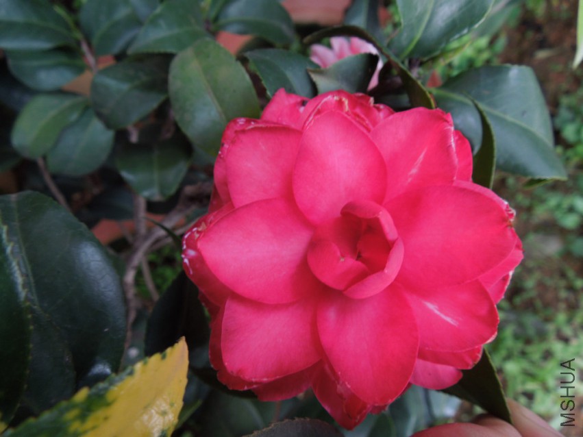 DSCN4654.JPG